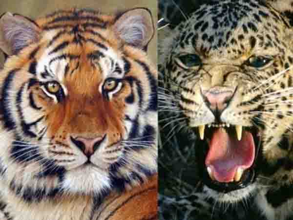 Six tigers and 49 leopards killed in Odisha in last 10 years