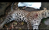 Leopard carcass found in Jawli