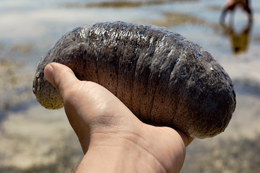 CSG seizes one tonne of sea cucumber from Nagapattinam warehouse in Tamil Nadu