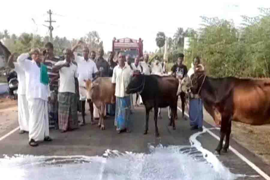 Dairy farmers pour milk on the road to protest against Stalin’s government over prices
