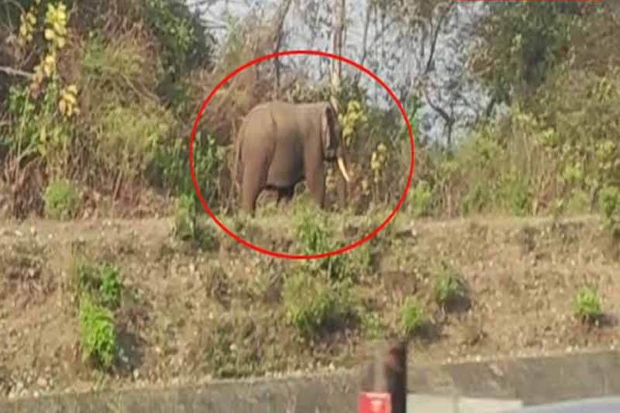 Elephant wandered from Uttarakhand and came to Himachal, panic from Gajraj crossing Yamuna in Paonta