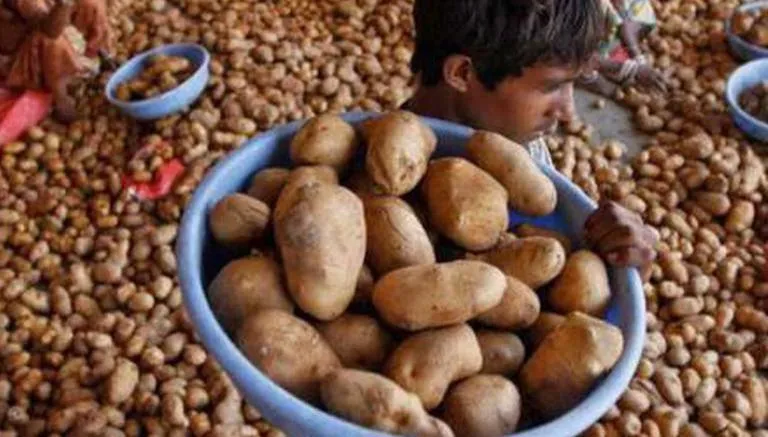 Heavy loss to potato growers of Punjab due to low prices, sought help from the government
