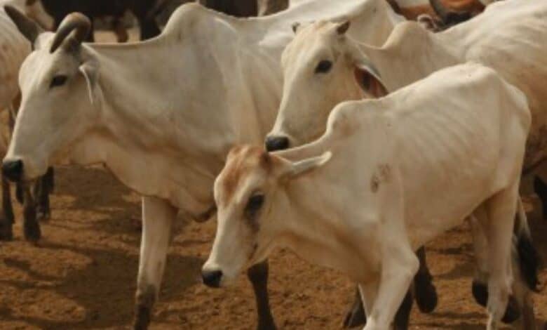 Telangana: 14 cows killed in road accident