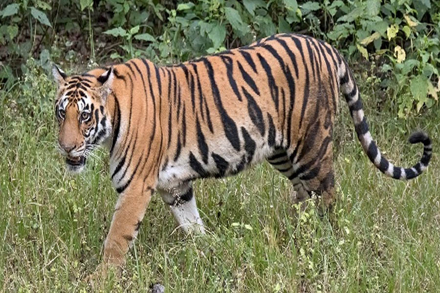 Terror of man-eating tiger: Elderly woman dies in Nuapada