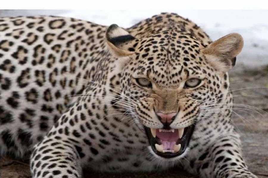 Namibian cheetah Shasha dies in Madhya Pradesh’s Kuno National Park