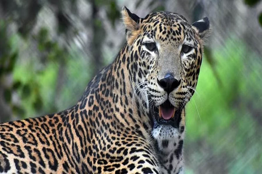 53 killed in attacks by tigers, leopards in Maharashtra’s Chandrapur