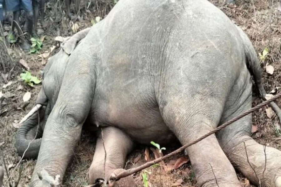 Tusker electrocuted in Keonjhar