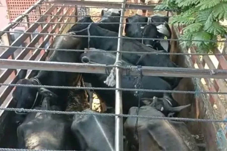 Cow protectors rescued cattle being taken to slaughterhouse on Vapi highway, three accused arrested