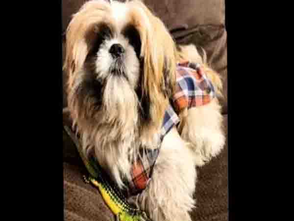 Theft of car and pet dog, the finder will get a reward of 20 thousand