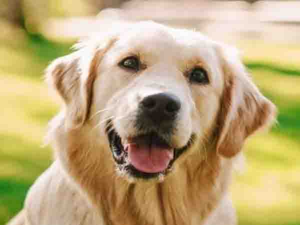 Couple commits suicide, leaves ‘wish list’ for pet dog