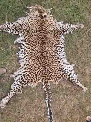 Odisha: Two arrested with leopard skin
