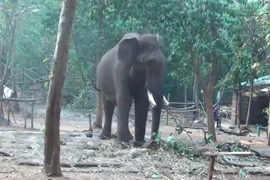 Elderly man killed by elephant in Odisha