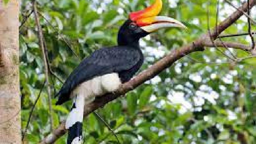 Two arrested for catching hornbill from the forest