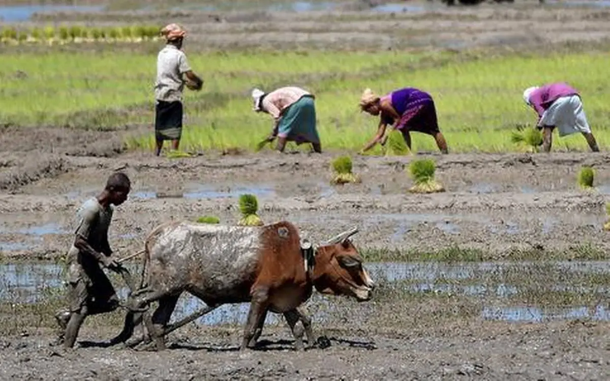 Assam CM Sarma attends golden jubilee celebration of agricultural farm in Biswanath Chariali