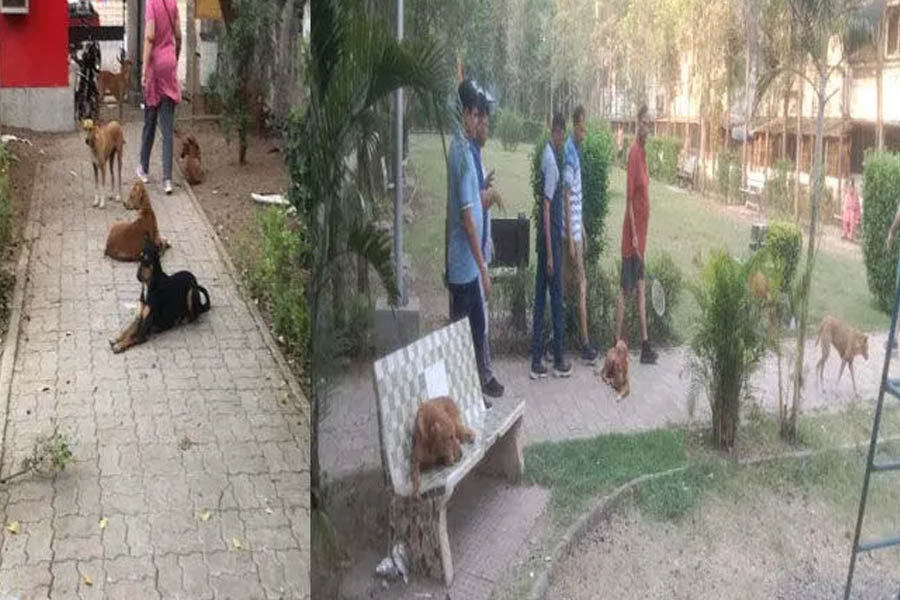 Surat: Terror of dogs, people avoid coming to the garden due to fear!
