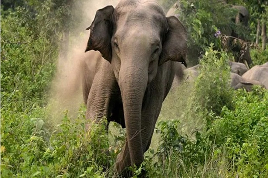 Odisha: Elderly man killed in elephant attack in Angul