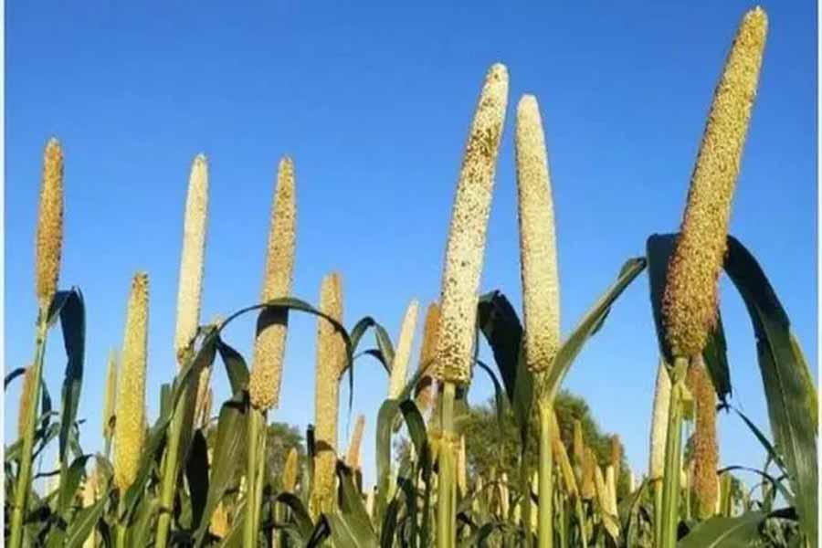 Indian Army Plans Millet Fest In Jammu And Kashmir To Raise Awareness About Crops Among All Ranks
