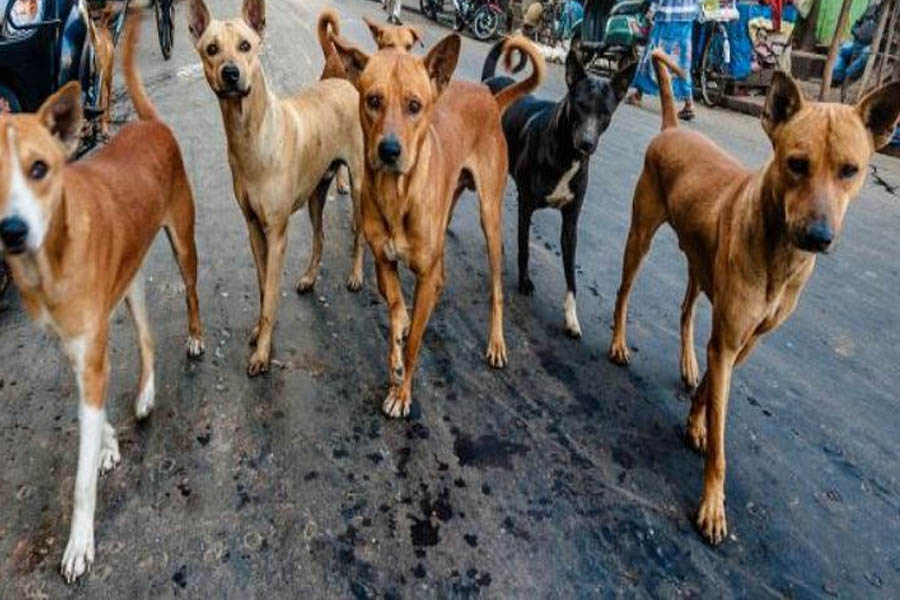 Stray dogs killed in Odisha’s Bhubaneswar, FIR lodged!