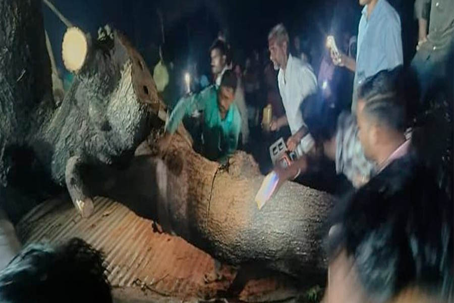 5 injured after heavy tree uprooted near Maharashtra temple, 7 dead