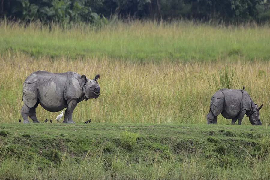 CBI Arrests Man In 2012 Rhino Poaching Case