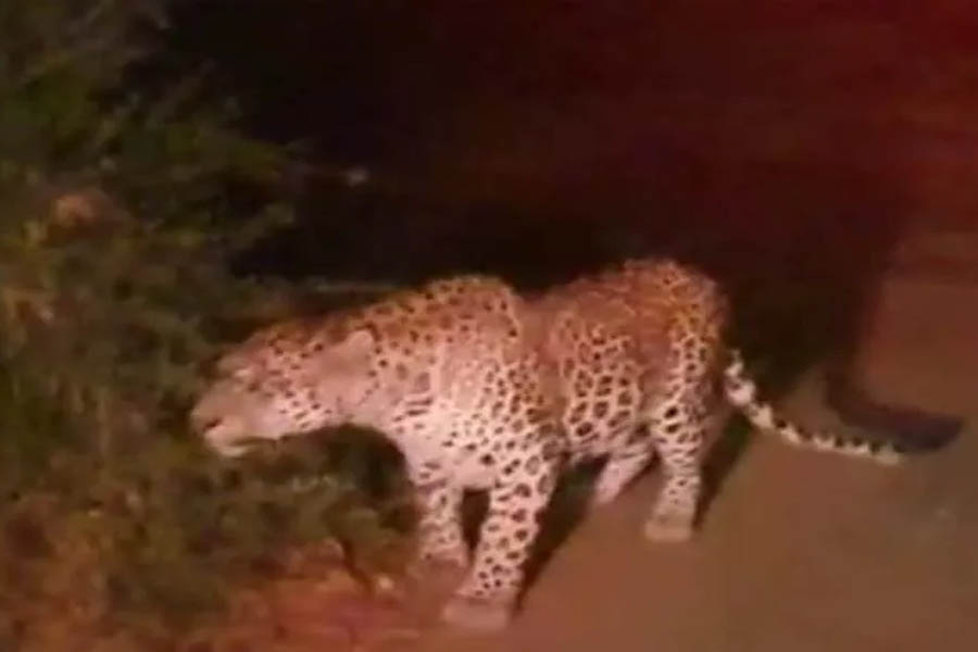 Surat: Panic among people after seeing leopard once again in Budiya village