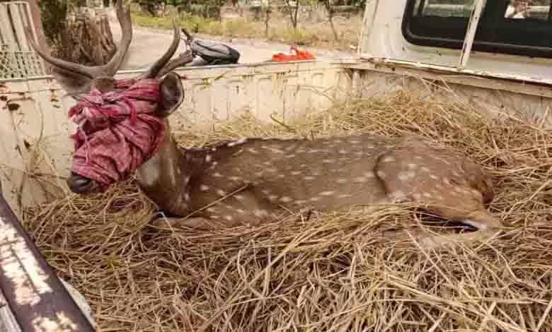 Injured chital reached near the village, forest department did rescue