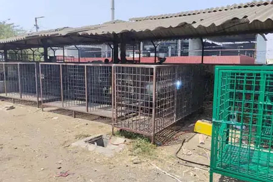 Surat: Incidents of dog bites increased, vaccination and surgery of stray dogs increased