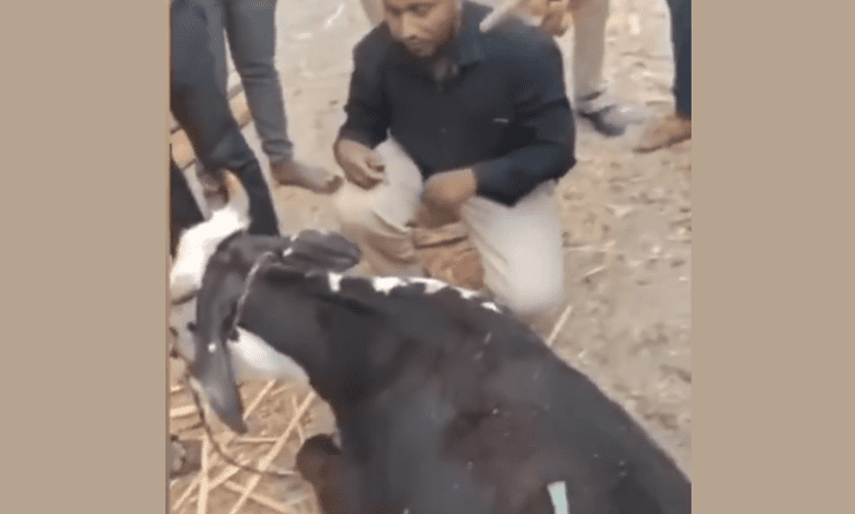 Video: Vigilantes force Muslim man to wear skull cap, bow before cow in Maha