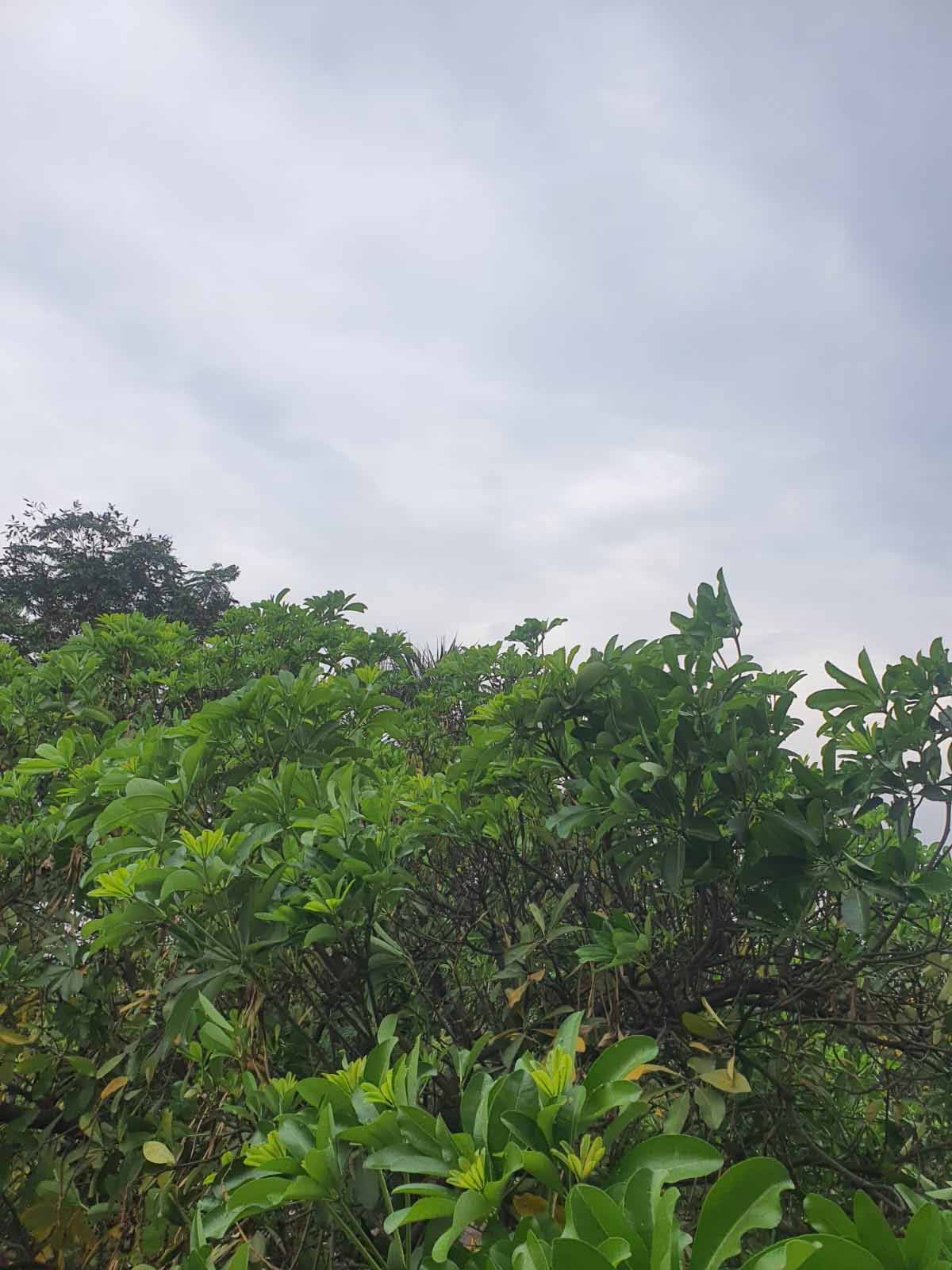 Raipur covered with clouds after rain, relief from heat today