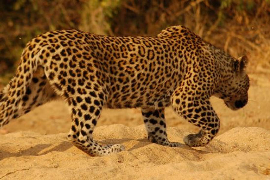 Leopard attacks after a week, kills another calf in Nuapada