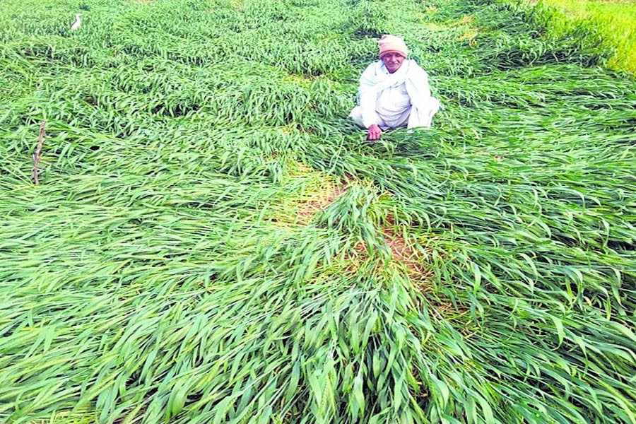 The Meteorological Department alerted the farmers of Uttarakhand, said – harvest the crop early, the weather is about to change