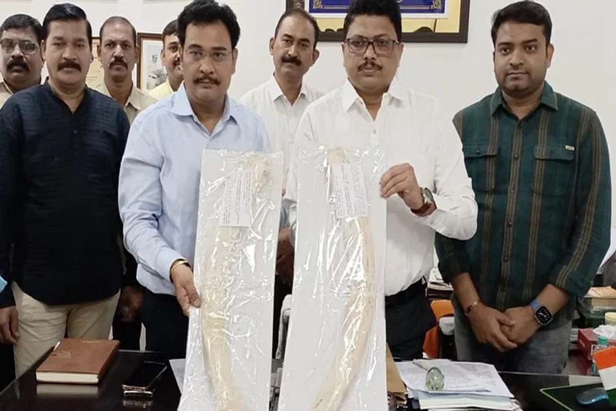 Two arrested for smuggling ivory worth Rs 1.50 crore in Thane