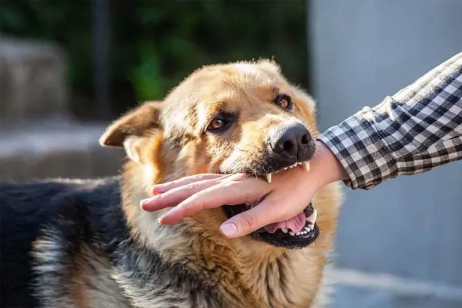 Surat: If a dog bites, do not be negligent, death may happen!