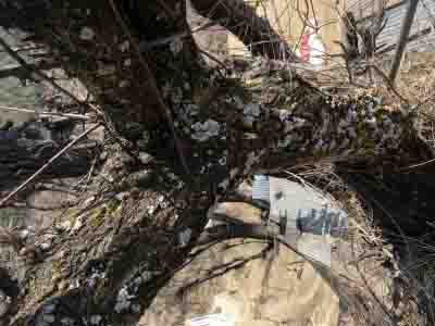 Four killed in falling tree in Jammu and Kashmir’s Kishtwar
