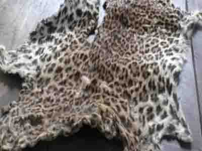 Odisha STF arrested a man with leopard skin