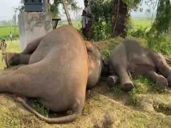 Four elephants got electrocuted in Parvathipuram, Andhra Pradesh