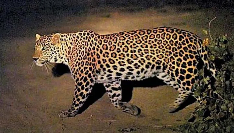 Leopard Beaten To Death In Madhya Pradesh After Attack On Man