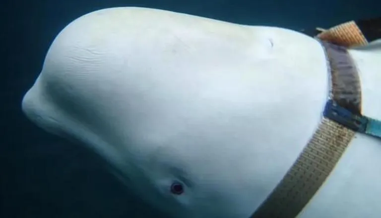 Norwegian Residents Warned To Keep Their Distance From Suspected Russian ‘Spy’ Whale
