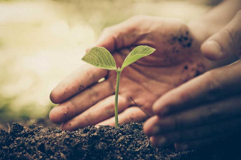 tree plantation drive organized
