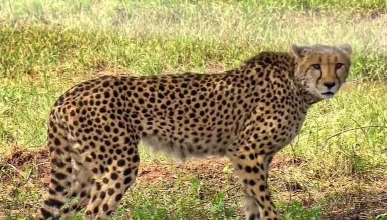 MP: Female Cheetah Translocated From SA Dies In KNP; Third Fatality In 42 Days