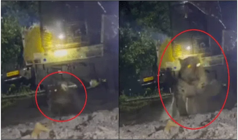 Officials rescue cheetah from being trapped and release it back into the wild