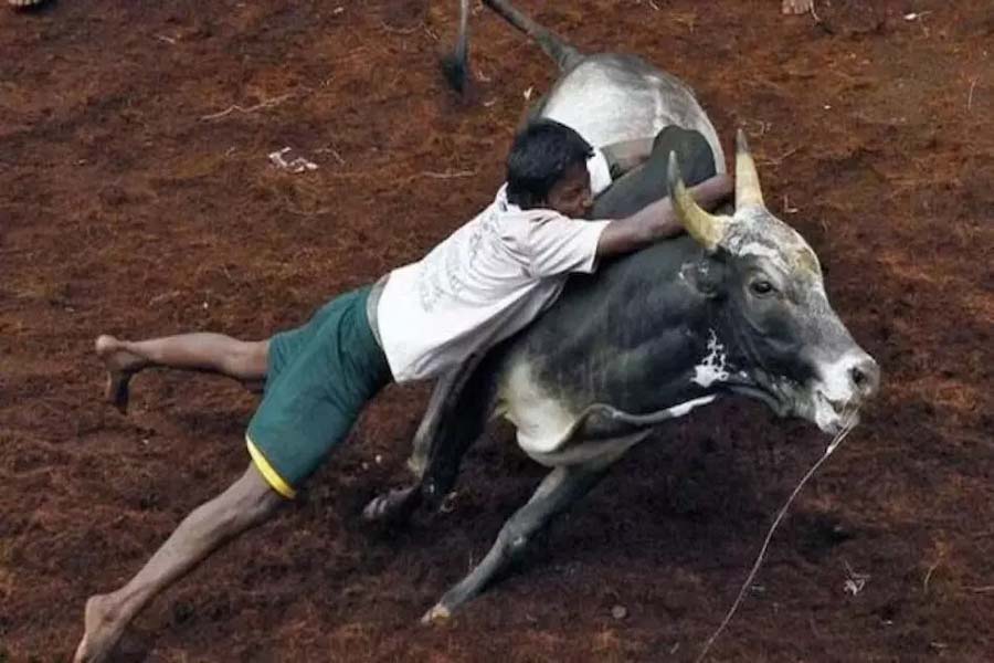 Supreme Court allows Jallikattu in Tamil Nadu