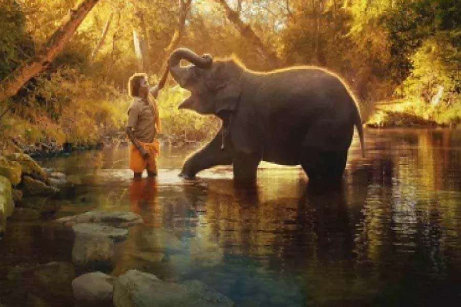 Goa Environmental Film Festival to open with ‘The Elephant Whisperers’