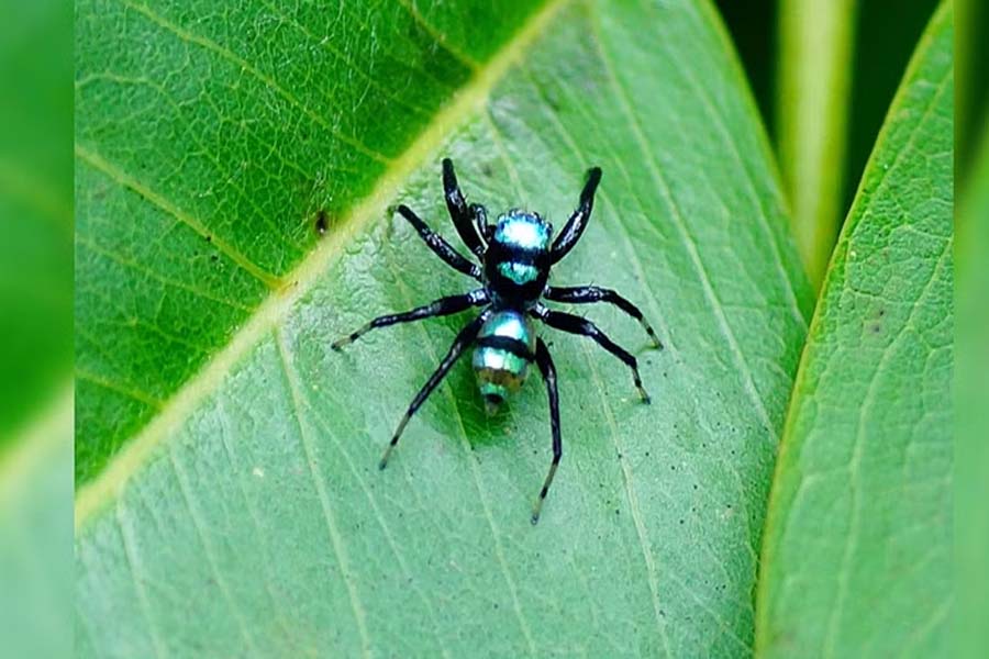 ZSI team discovers 2 new spider species in Karnataka, Tamil Nadu