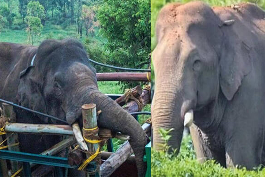 Arikomban is 10 km away from the free space, under the supervision of the forest department