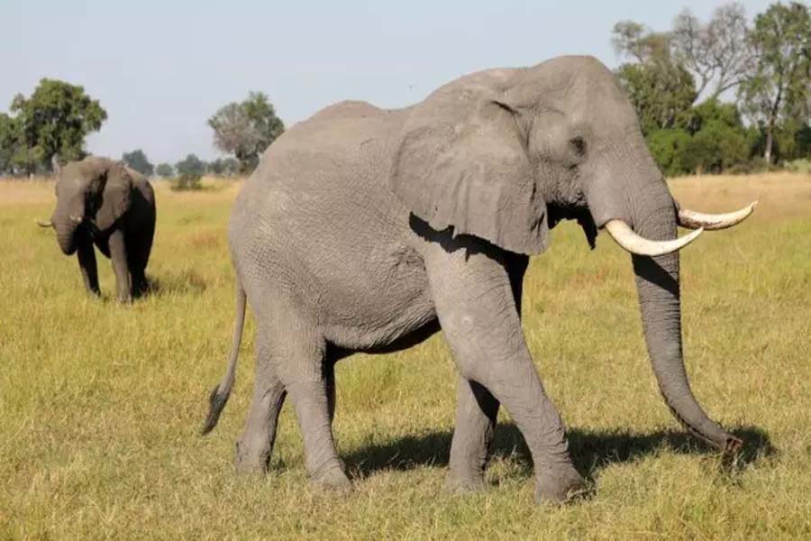 Theni man attacked by rogue tusker ‘Arikomban’ dies