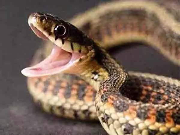 The snake cut off the electricity of 16,000 houses.