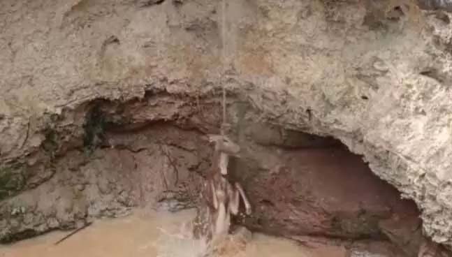 Deer’s life saved by SDRF jawans, pulled out of well