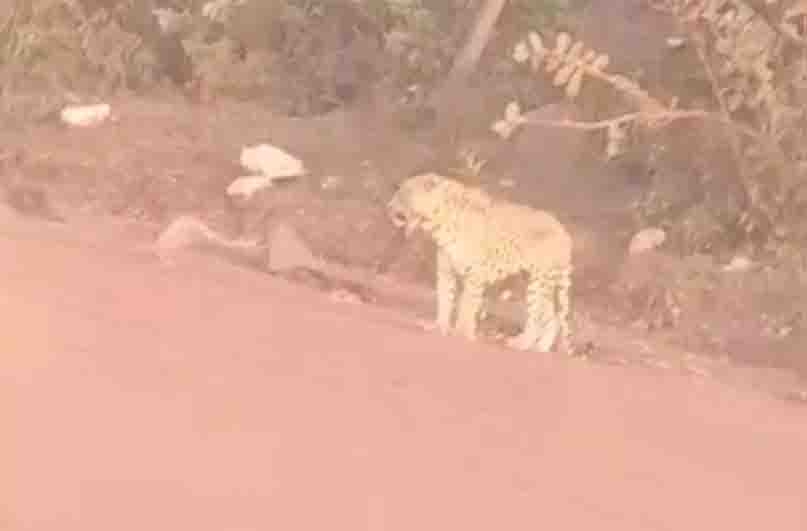 Mines workers in panic, leopard seen