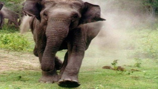 3 killed in three separate incidents of elephant attack in Odisha